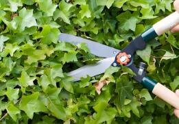 修剪管理：“景观与生长”